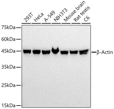 β-Actin Mouse mAb