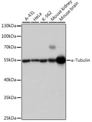 α-Tubulin Rabbit pAb