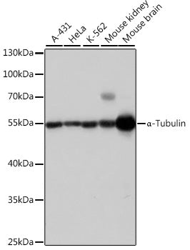 α-Tubulin Rabbit pAb
