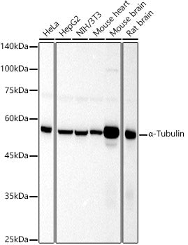 α-Tubulin Rabbit pAb