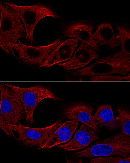 α-Tubulin Rabbit pAb