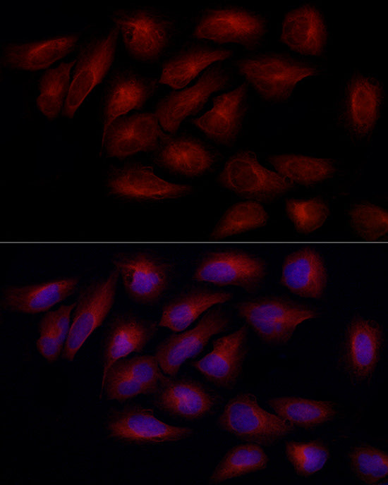 α-Tubulin Rabbit pAb