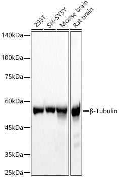 β-Tubulin Rabbit pAb