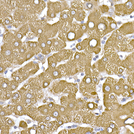 β-Tubulin Rabbit pAb
