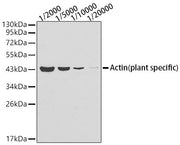 Actin (plant specific) Mouse mAb