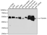 α-Tubulin Mouse mAb