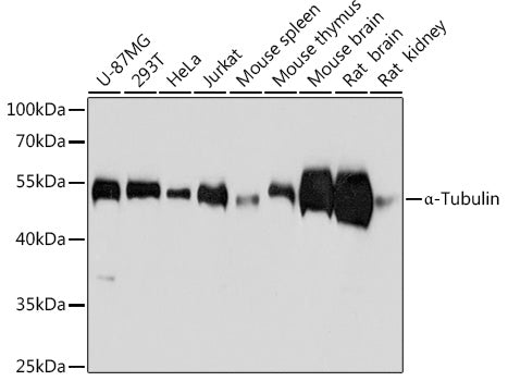 α-Tubulin Mouse mAb