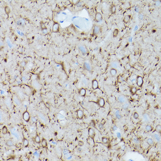 α-Tubulin Mouse mAb