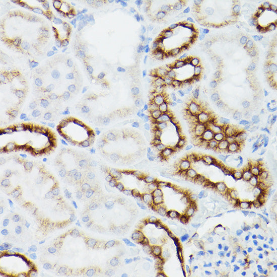 α-Tubulin Mouse mAb