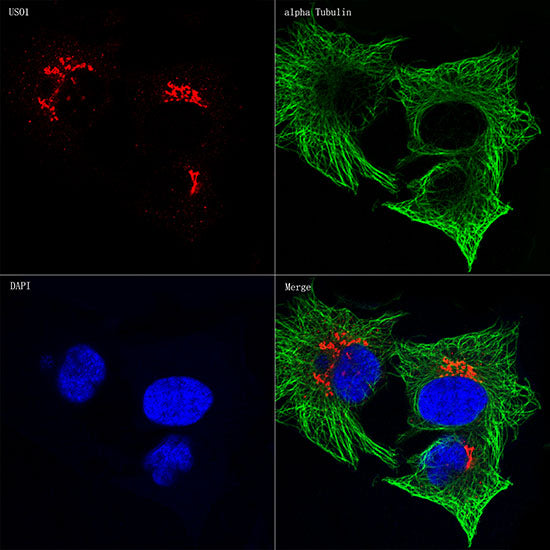 α-Tubulin Mouse mAb