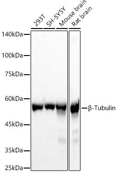 β-Tubulin Rabbit pAb