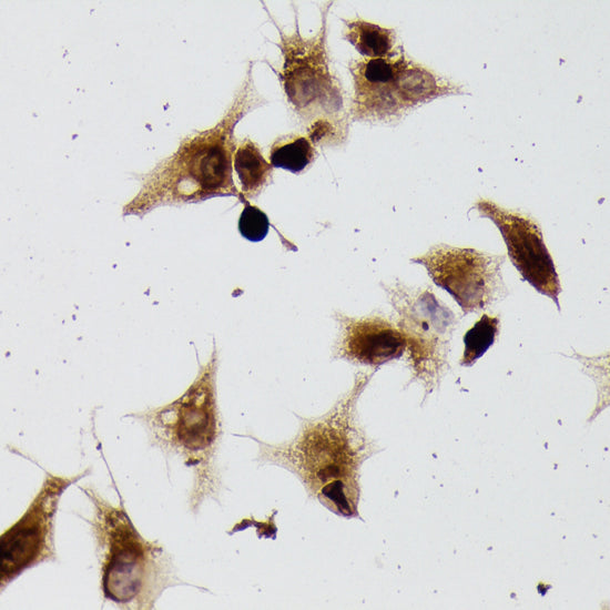 β-Tubulin Rabbit pAb