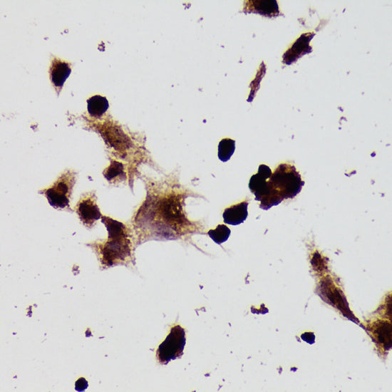 β-Tubulin Rabbit pAb