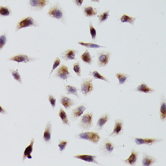 β-Tubulin Rabbit pAb