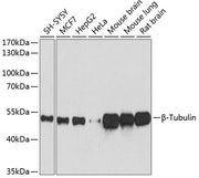 β-Tubulin Mouse mAb