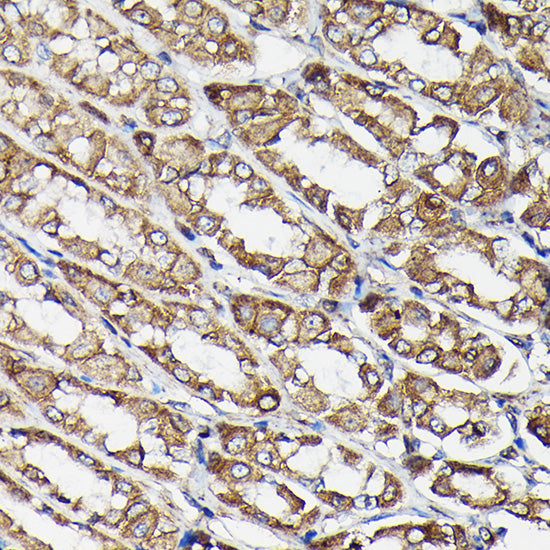 β-Tubulin Mouse mAb