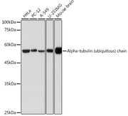 Alpha-tubulin (ubiquitous) chain Rabbit pAb