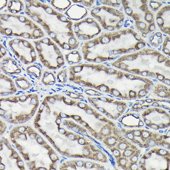 Alpha-tubulin (ubiquitous) chain Rabbit pAb