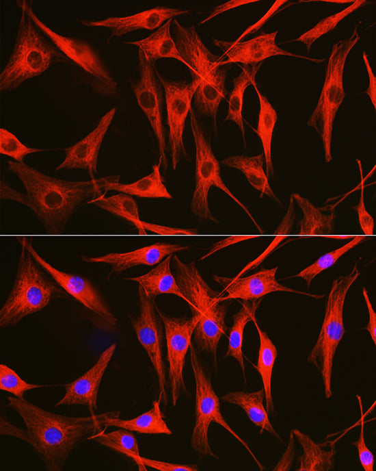 Alpha-tubulin (ubiquitous) chain Rabbit pAb