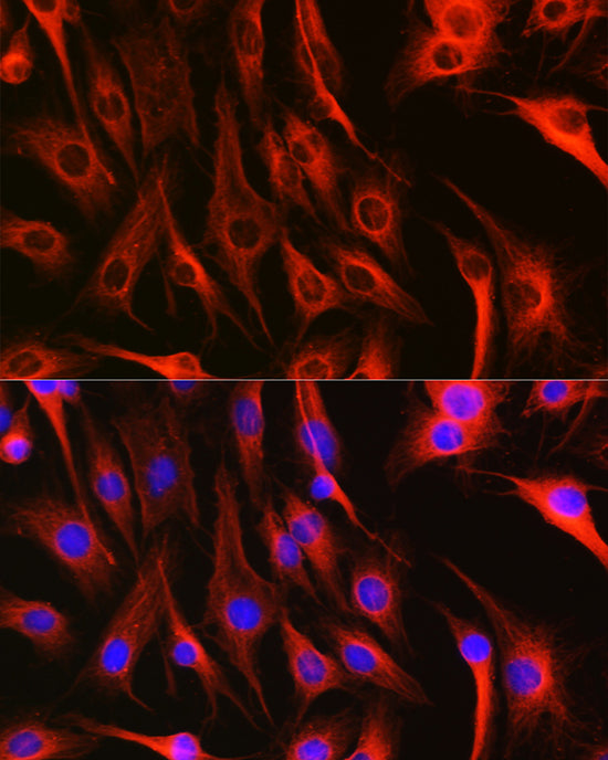Alpha-tubulin (ubiquitous) chain Rabbit pAb
