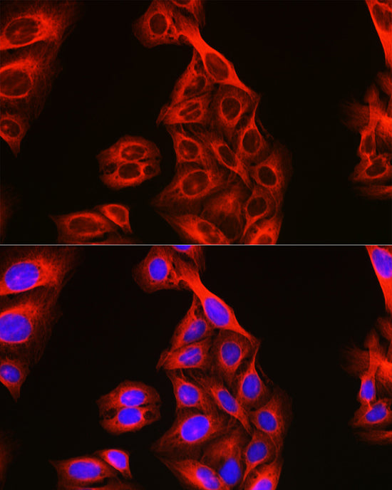Alpha-tubulin (ubiquitous) chain Rabbit pAb