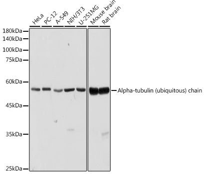 Alpha-tubulin (ubiquitous) chain Rabbit pAb