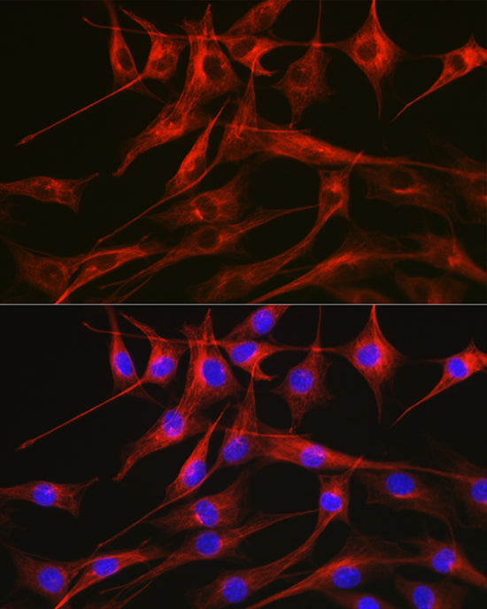 Alpha-tubulin (ubiquitous) chain Rabbit pAb