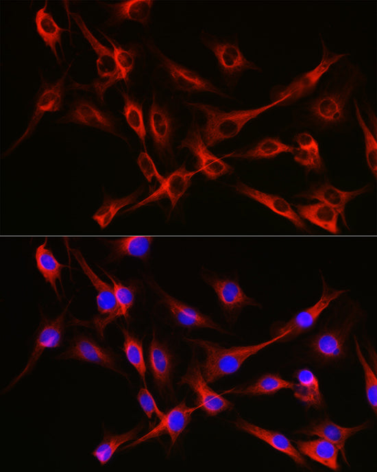 Alpha-tubulin (ubiquitous) chain Rabbit pAb