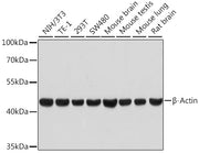 β-Actin Rabbit mAb (High Dilution)