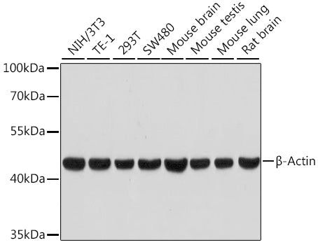 β-Actin Rabbit mAb (High Dilution)