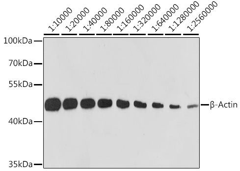 β-Actin Rabbit mAb (High Dilution)