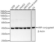 HRP-conjugated β-Actin Rabbit mAb