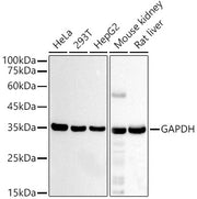 GAPDH Mouse mAb (High Dilution)