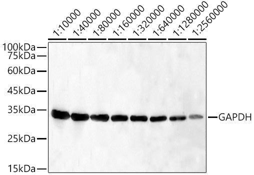 GAPDH Mouse mAb (High Dilution)