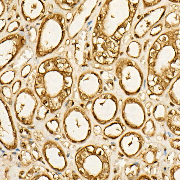 GAPDH Mouse mAb (High Dilution)