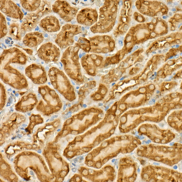 GAPDH Mouse mAb (High Dilution)