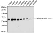GAPDH (Human Specific)  Rabbit mAb