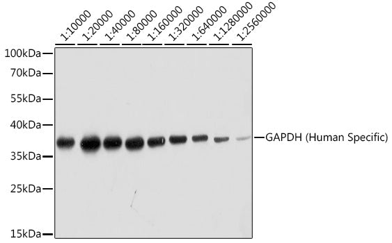 GAPDH (Human Specific)  Rabbit mAb