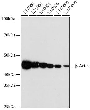 β-Actin Rabbit mAb