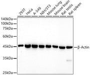 HRP-conjugated β-Actin Mouse mAb