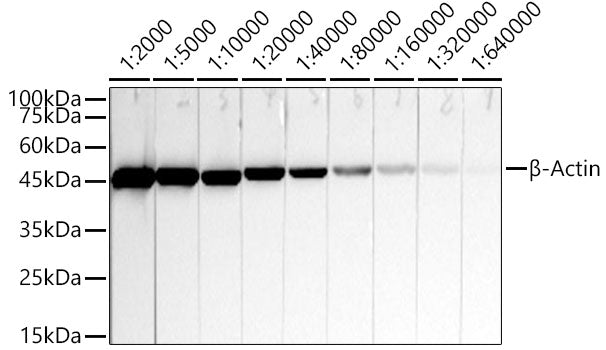 HRP-conjugated β-Actin Mouse mAb