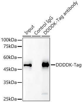 Magnetic Beads-conjugated mouse IgG isotype control pAb,glycerol free