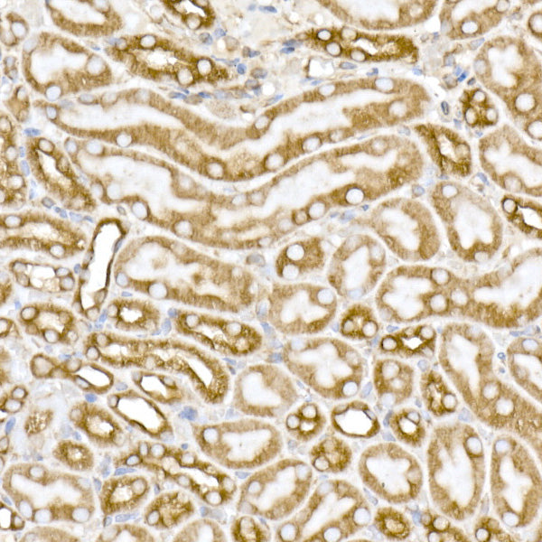 α-Tubulin Rabbit mAb