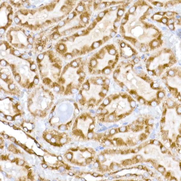 α-Tubulin Rabbit mAb
