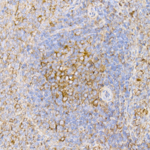 α-Tubulin Rabbit mAb