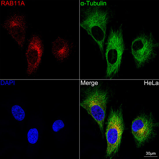 α-Tubulin Rabbit mAb