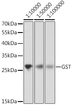 Mouse anti GST-Tag mAb