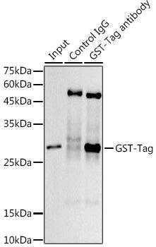 Mouse anti GST-Tag mAb