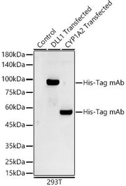 Mouse anti His-Tag mAb