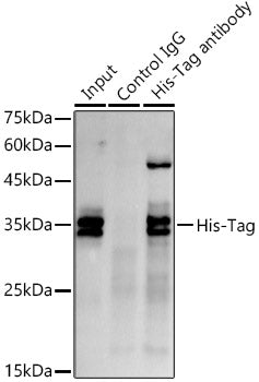 Mouse anti His-Tag mAb
